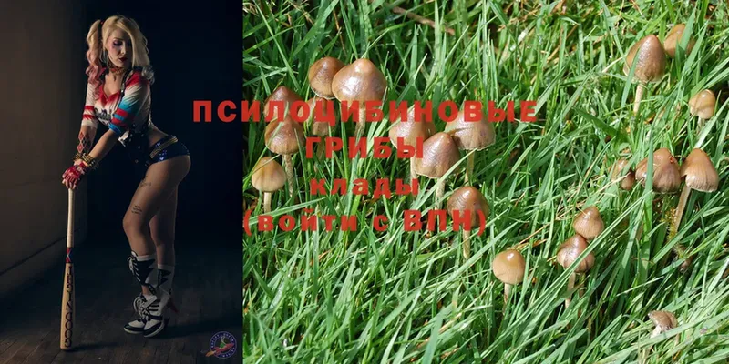 купить закладку  Муравленко  Галлюциногенные грибы Magic Shrooms 